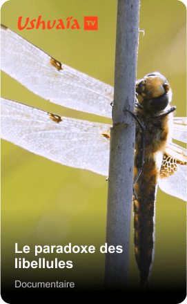 Le paradoxe des libellules