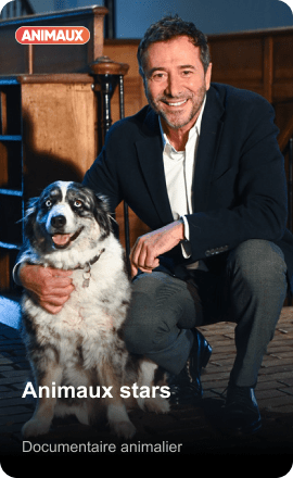Animaux stars