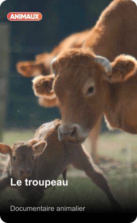 Le troupeau