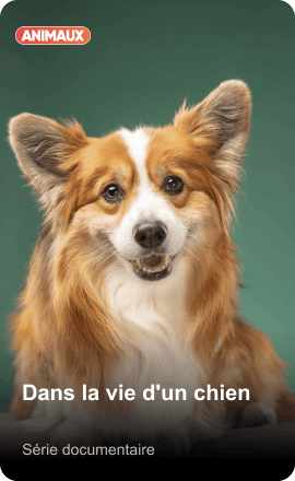 Dans la vie d'un chien