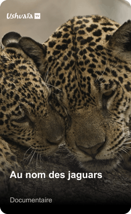 Au nom des jaguars